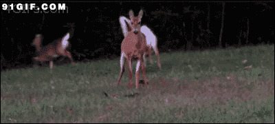 小鹿受惊吓动态图