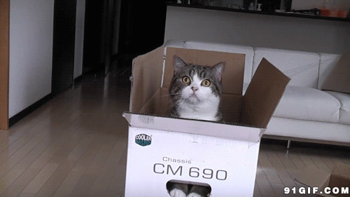 躲在箱子里的猫猫闪图
