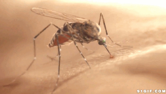 蚊子吸人血闪图:蚊子