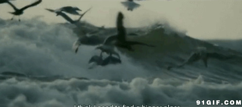 海上海鸥飞呀飞gif图:海鸥
