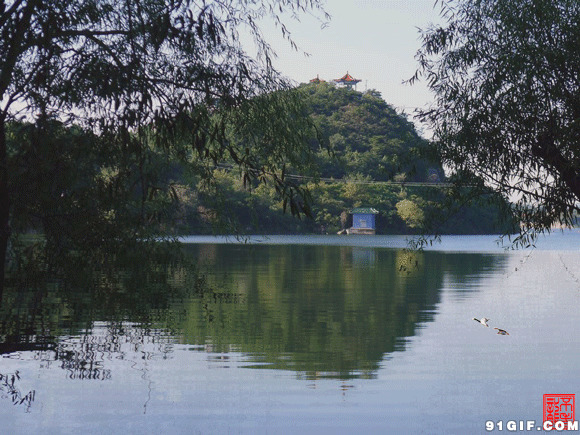 湖畔青山细柳美景图片:景色