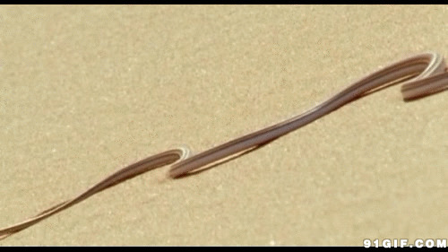 一条长长的蛇gif图