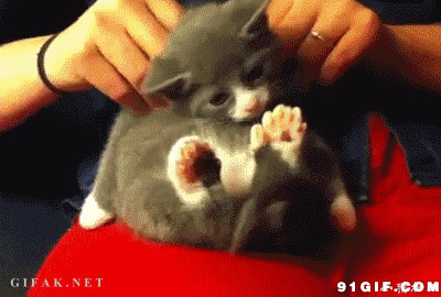 小猫咪享受按摩闪图:猫猫