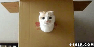 喜欢钻纸箱的猫咪闪图