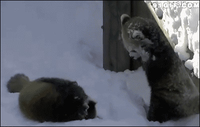 雪地小动物玩耍闪图