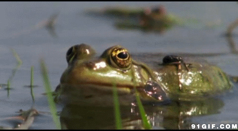 大青蛙鼓腮动态图:青蛙