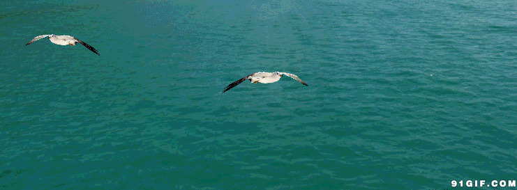 海面上海鸥飞动态图:海鸥