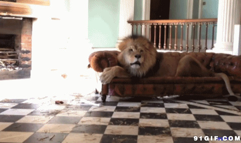 家有猛兽gif图片:狮子