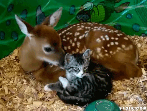 花鹿和猫咪亲密关系闪图:猫猫
