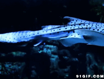 海底斑点大鱼动态图:大鱼