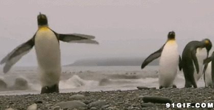 企鹅海边游玩gif图