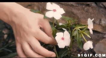 摘一朵小白花gif图:摘花