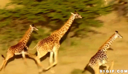 长颈鹿奔跑动态图:长颈鹿