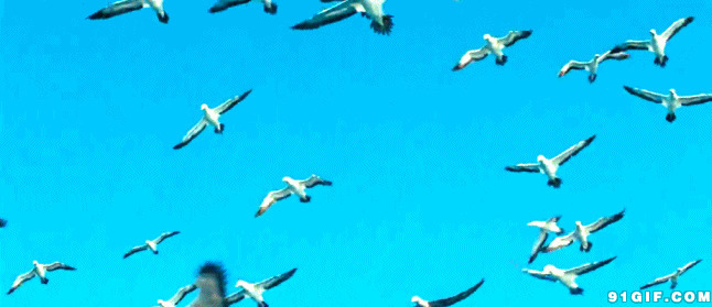 天空海鸥纷飞动态图:海鸥