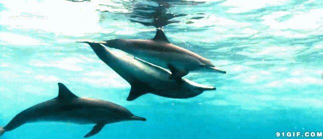 海豚结伴水中游gif图:海豚