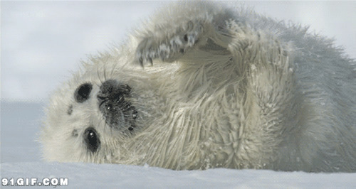 冰雪萌物小海豹闪图:海豹