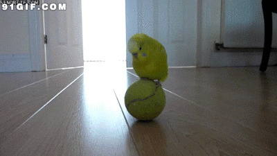 小鹦鹉玩球动态图
