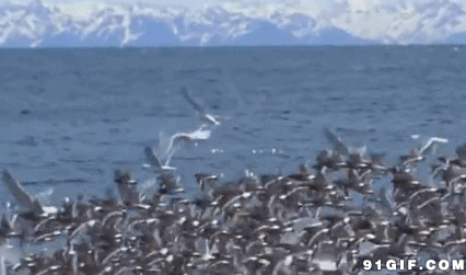 大片海鸥聚集动态图:海鸥