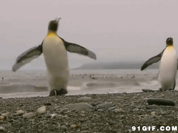 呆萌萌的企鹅gif图:企鹅