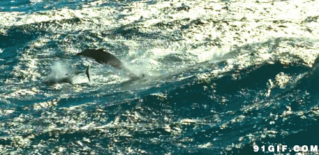 鲸鱼跃海面动态图:鲸鱼
