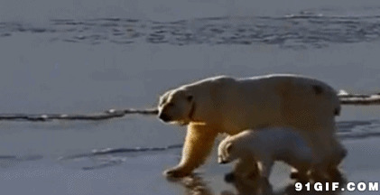 冰上北极熊母子gif图:北极熊