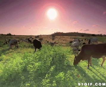 日落牛吃草gif图片