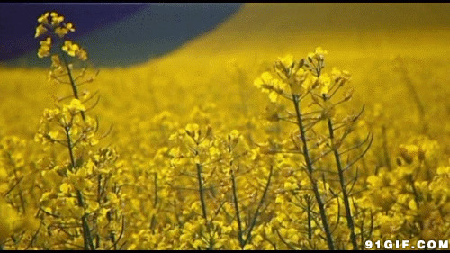 黄灿灿油菜花动态图