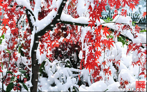 雪中红叶动态图片:雪景