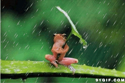 青蛙打伞避雨gif图