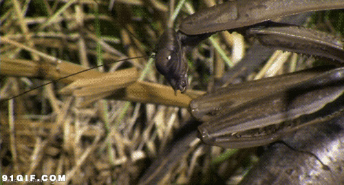 一只螳螂动态图片