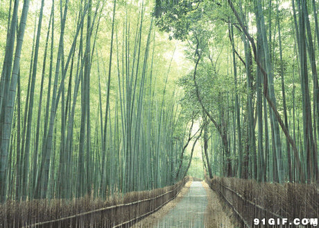 竹林雨景唯美图片:雨景