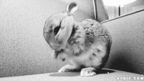 一只小小兔子动态图:兔子