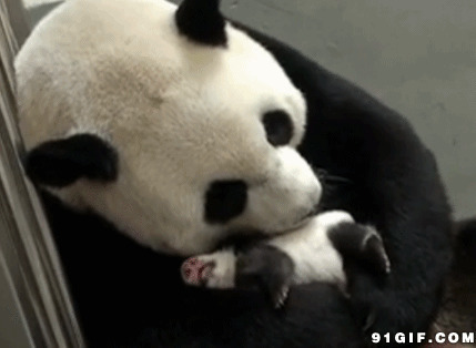 熊猫和小宝宝动态图:熊猫