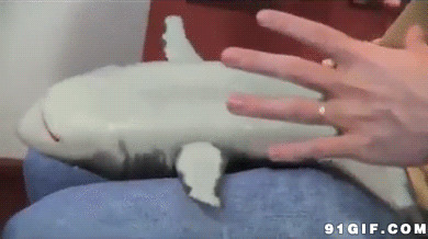 小海豚挠痒痒逗乐图片:挠痒痒