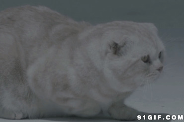 一只胖猫猫动态图