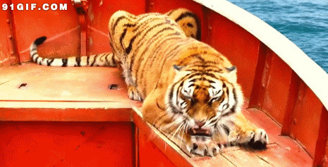 船上的大老虎gif图:老虎