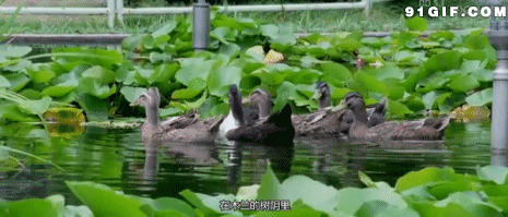 湖畔一群黑天鹅闪图:天鹅