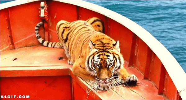 威猛的大老虎gif图:老虎