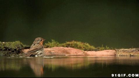 小鸟河边洗澡动态图:小鸟