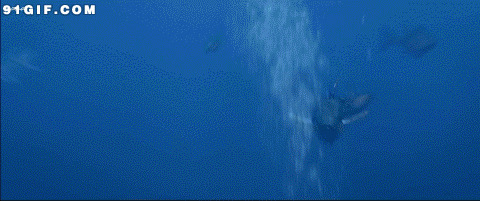 深海大鱼动态图:海鱼