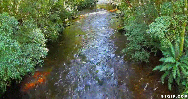 乡村小溪流水动态图:溪流