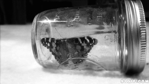 瓶子里的蝴蝶gif图