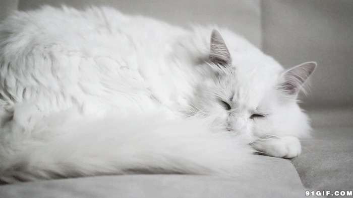 懒懒的大白猫动态图:猫猫