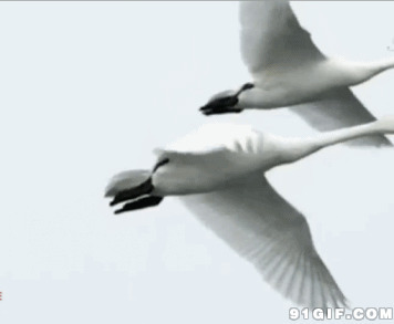 天鹅比翼双飞动态图:天鹅