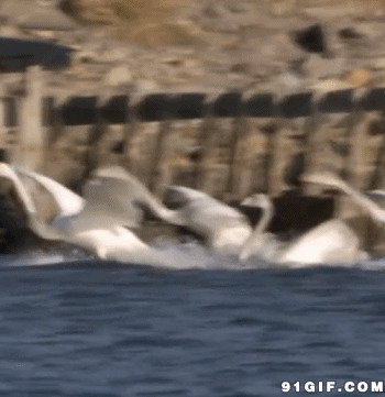 一群白天鹅动态图:天鹅