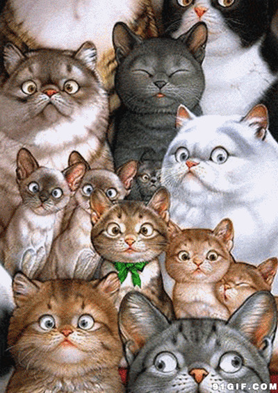 瞪眼的猫猫卡通图片