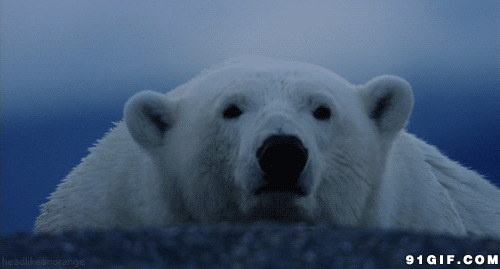 憨厚呆萌北极熊闪图:北极熊