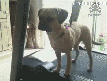 小狗跑步机运动闪图:狗狗