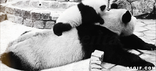 熊猫浓浓母子情闪图