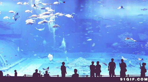 欣赏壮观海洋馆gif图:海洋馆